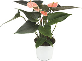 Anthurium & Phalaenopsis
