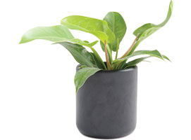 Philodendron & other Foliages