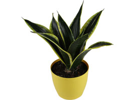 Sansevieria